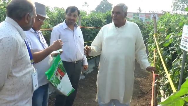 Kalash Seeds Hybrid Tomato Sultan