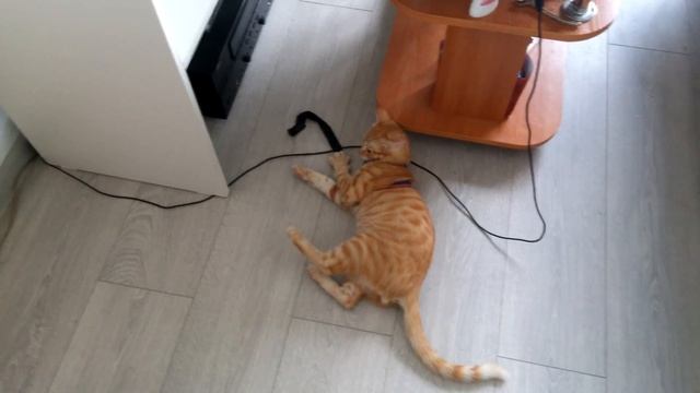 Коту не нравится шлейка смотреть онлайн