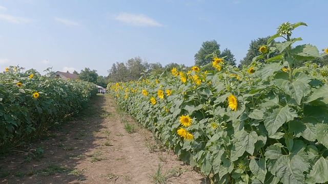 The Sunflowers of Elora, Ontario - The Fieldstone Barn (August 2021): 4K Slow Walk Ontario, Canada смотреть онлайн