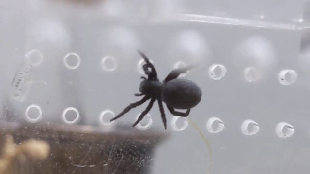 Buttercup In A Post-rehouse Huff (E. Walckenaeri Sling/juvenile)