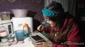 Вторая ночь рассады в теплице / Пикирую кориандр.