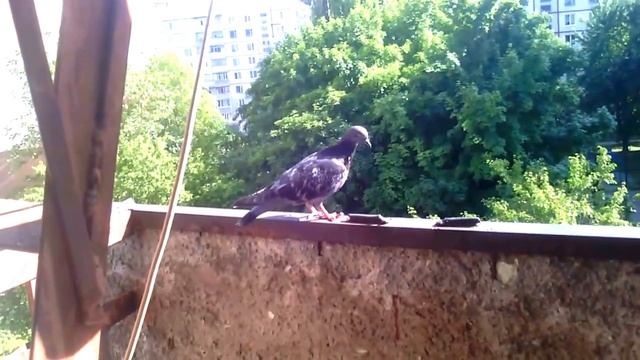 Голуби смотреть онлайн