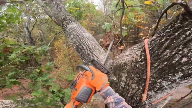Storm Damaged Poplar Tree Removal смотреть онлайн