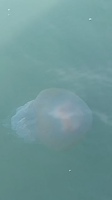 Краснодарский край Небуг Чёрное море