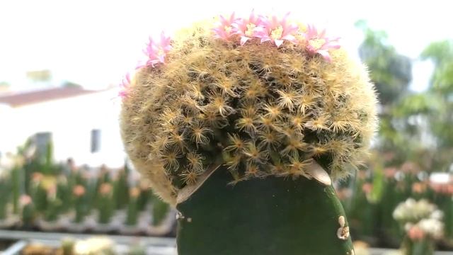 Mammillaria Carmenae Flowers Cactus Reviews смотреть онлайн