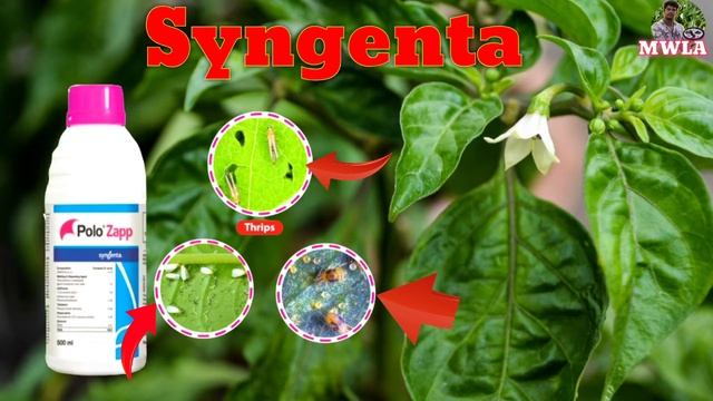 Syngenta Polo Zapp Insecticide Telugu / Polo Zapp Difenthiuron 47.8 / White fly Thrips Mites Contro смотреть онлайн