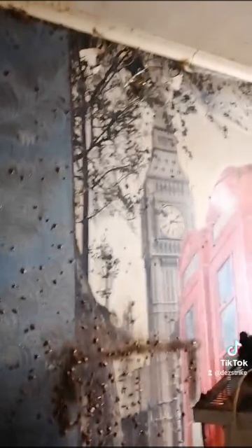 В гостях у тараканов