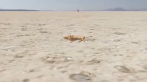 львумба наоборот