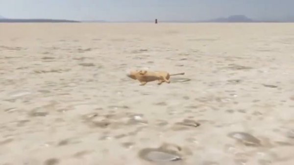 львумба наоборот