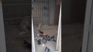 Николаевские Голуби Белгород