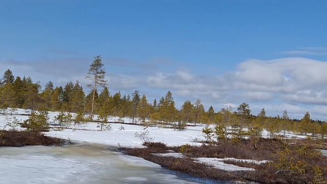 Разведка болота, весенний гусь, Архангельск. смотреть онлайн
