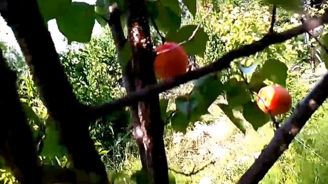 APRICOTS _ LUIZET смотреть онлайн