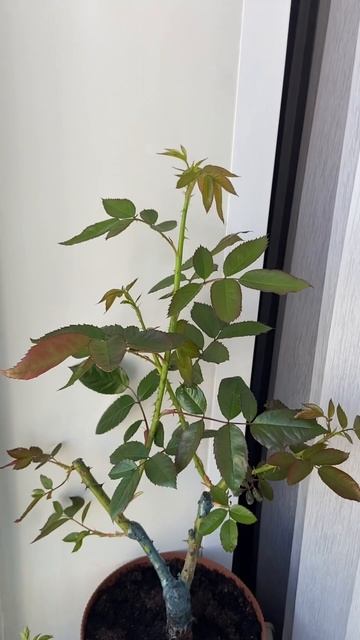 Как сейчас выглядят розы из магазина Светофор и Фикс Прайс. смотреть онлайн