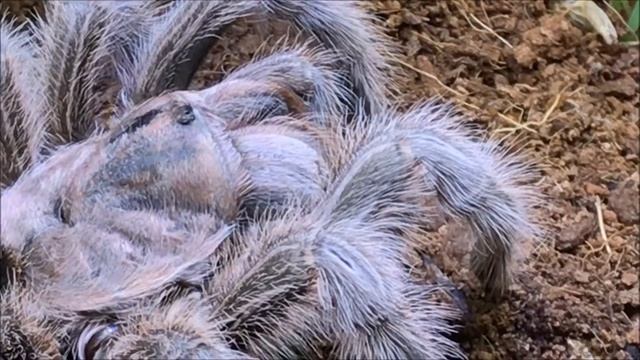 October Tarantula Feeding PART 4 OF 5 (GRAMMOSTOLA ROSEA) [HD] смотреть онлайн