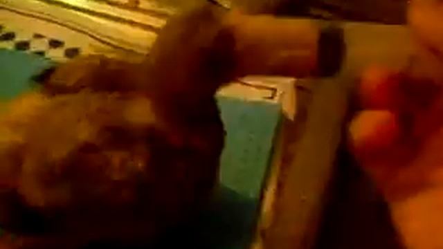 icarus pullus смотреть онлайн