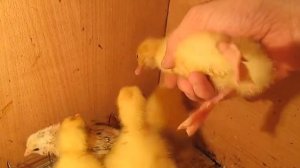 ШПАГАТ У ЦЫПЛЯТ.ЧТО ДЕЛАТЬ ЕСЛИ РАЗЪЕЗЖАЮТСЯ ЛАПЫ.