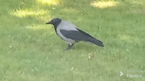 Звуки молодых серых ворон. карканье