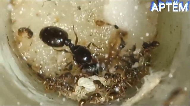 Tetramorium caespitum вот как они поживают смотреть онлайн