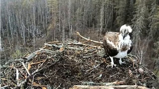Речные орлы. Обустройство гнезда продолжается... смотреть онлайн