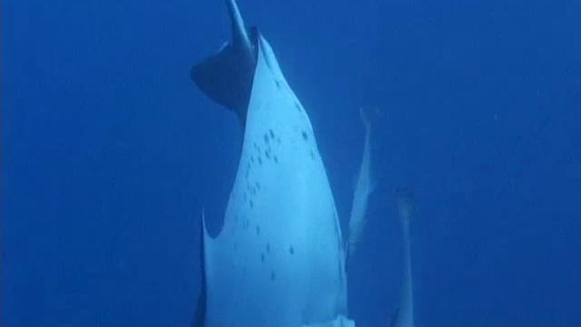 magnifique raie manta ray looping a Nouméa смотреть онлайн