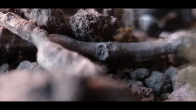 LPS сериал: "RIPPER" 4 episode смотреть онлайн