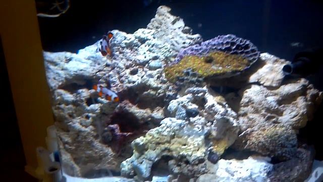 ORA Platinum Snowflake Clowns смотреть онлайн