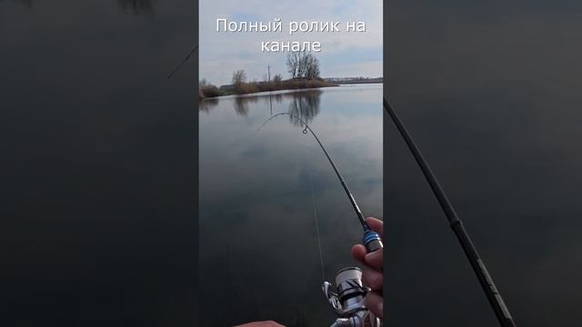 БЕШЕННЫЙ КЛЁВ ПЛОТВЫ и красноперки на мормышинг в марте 2025! #shorts #мормышинг #рыбалка #fishing