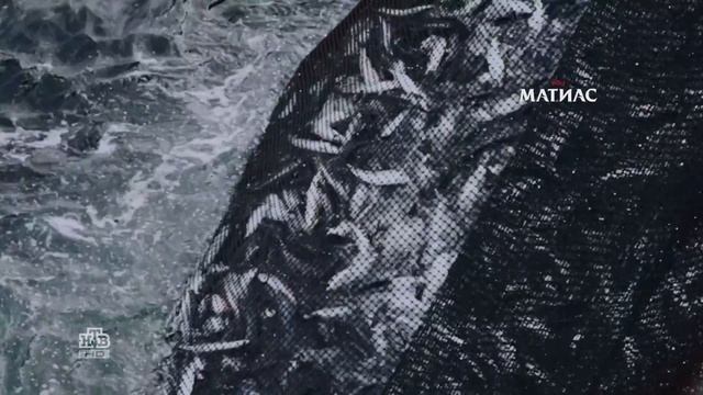 Реклама сельдь Матиас смотреть онлайн