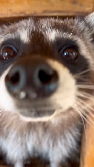 Ку-ку от кожаного носа 😉признавайтесь,кто хочет потрогать? #funnyanimals #доменота #смешныеживотные смотреть онлайн