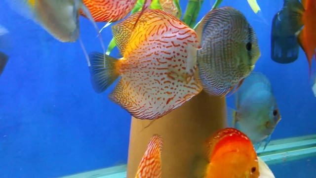 Discus update May 29th смотреть онлайн