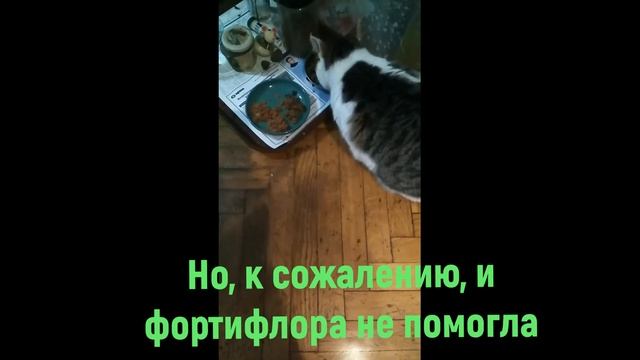 Кисуля и паучи Гурмэ смотреть онлайн