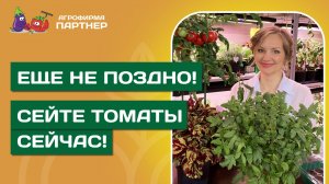 ВЫ НЕ ОПОЗДАЛИ С ПОСЕВОМ ТОМАТОВ! // Рассказываем, что делать!