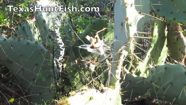 Argiope Spider Makes A Meal - Happy Halloween смотреть онлайн