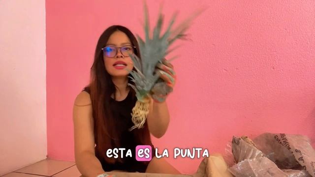 ¿Cómo se siembra una piña? смотреть онлайн