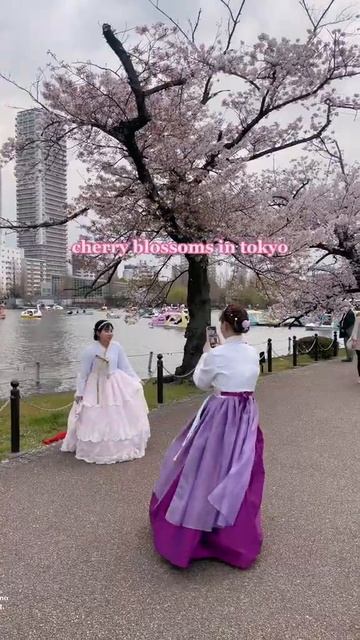 Cherry Blossoms in Japan 2023 #japan #japantravel #japanvlog #tokyo #shorts смотреть онлайн