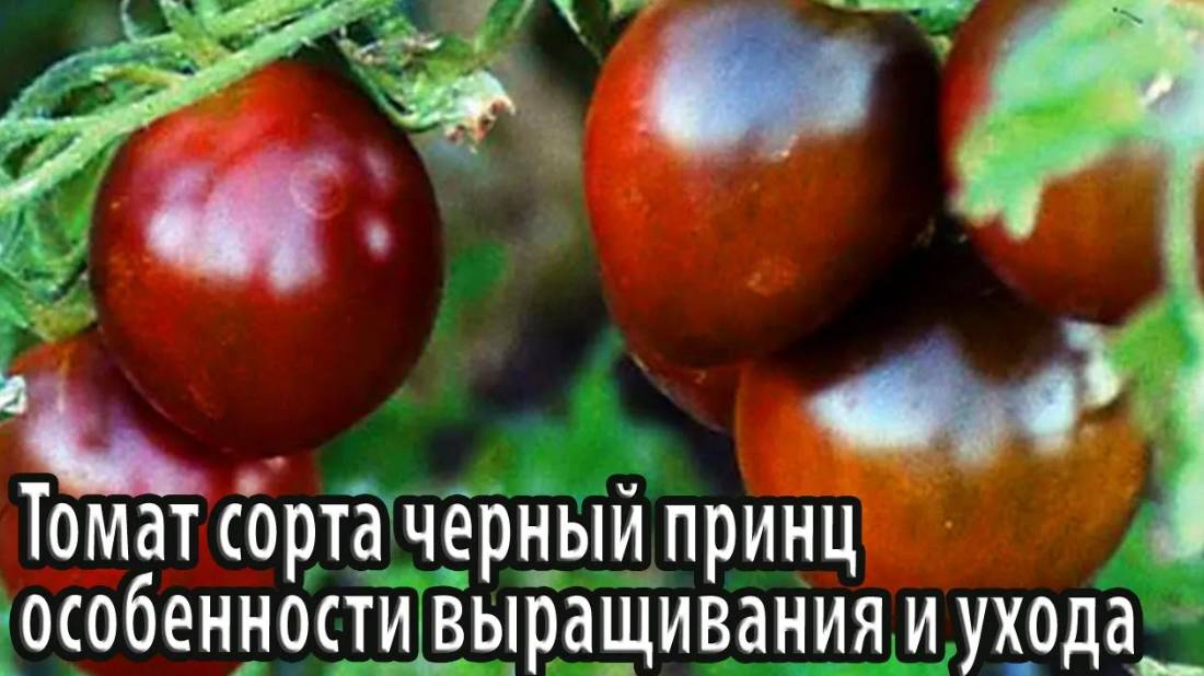 Томат сорта черный принц особенности выращивания и ухода