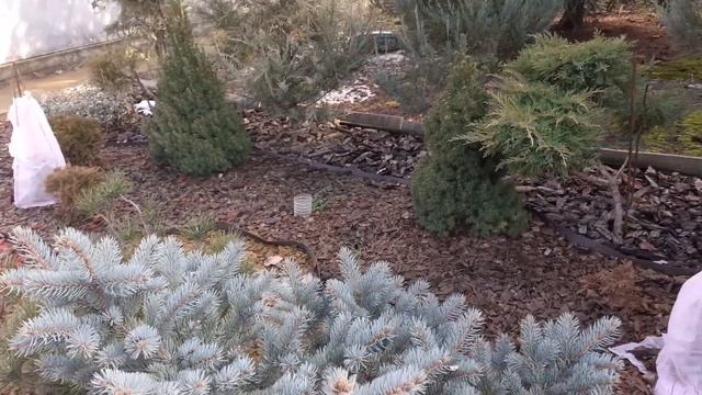 #Работы_во_дворе#обрезка