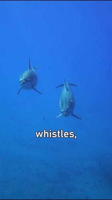 Funfacts about dolphin you probably don't know #animalshorts #facts #dolphin смотреть онлайн