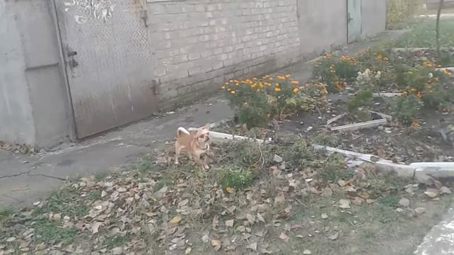 Самая Злая Собака смотреть онлайн