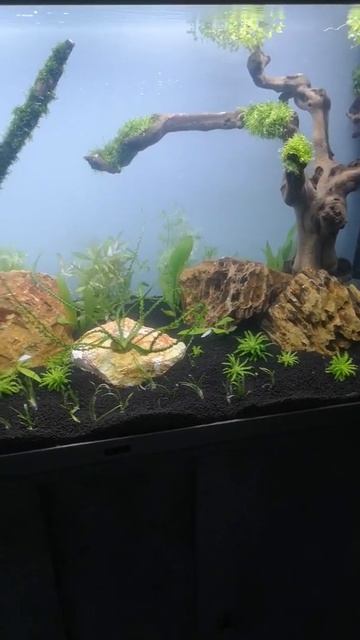 Aquarium cycle d'azote # aquascaping