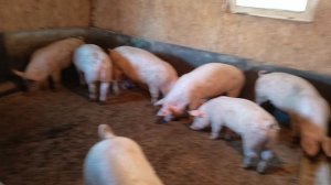 Любимая порода - дюрок!🐷 Плюсы и минусы пород свиней.