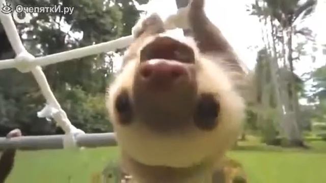 Ленивец смотреть онлайн