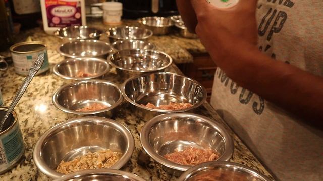 Crazy Cat Lady Tales | Feeding 16 Cats--And How Much it Costs! смотреть онлайн