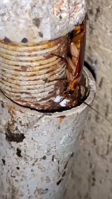 Гелевая обработка...