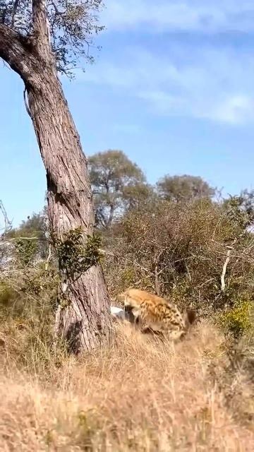 📹 Как и все остальное, планы не всегда срабатывают. Леопард - второй по успешности охотник в Африке смотреть онлайн