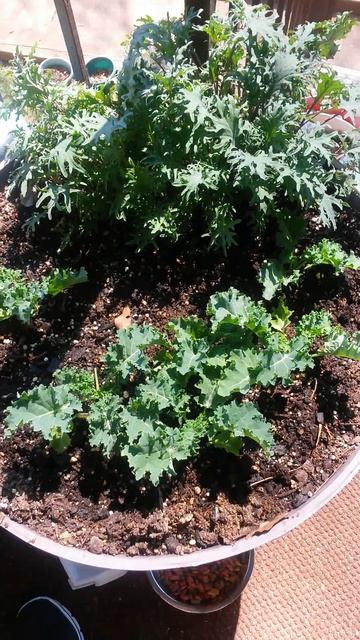 DIY Flower Pot (container garden). Growing Kale and Red Russian Kale смотреть онлайн
