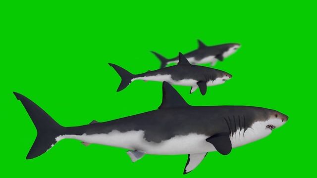 Shark Fish - Green Screen / Chromakey - ( free to use ) FreePik смотреть онлайн
