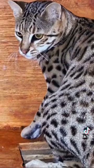 Самые дорогие породы кошек! смотреть онлайн