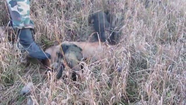 работа ягда по лисе смотреть онлайн