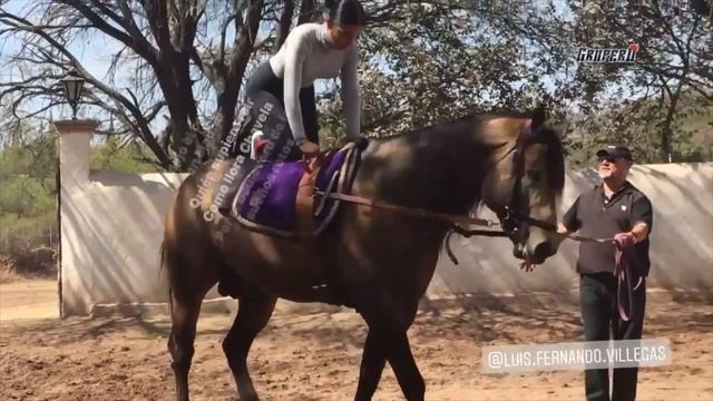 Ángela Aguilar hace rutina de glúteos arriba de un caballo смотреть онлайн